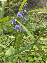 Hyacinthoides