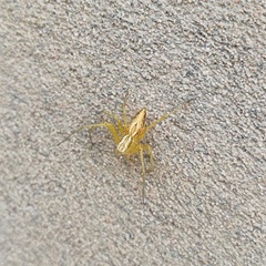 Oxyopes lineatus