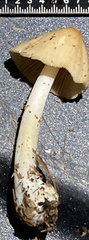 Conocybe