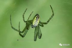 Cyrtophora guangxiensis