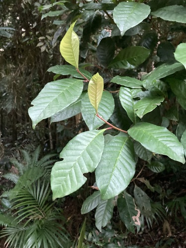 Image of Quintinia verdonii by (c) Thomas Mesaglio, some rights reserved (CC BY)