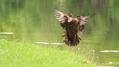 Cairina moschata domestica