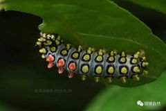 Cyclosia papilionaris