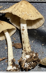Conocybe