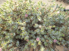 Macledium relhanioides