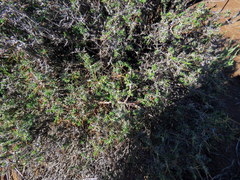 Amphiglossa triflora