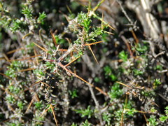 Amphiglossa triflora