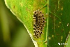 Histia flabellicornis