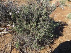Amphiglossa triflora