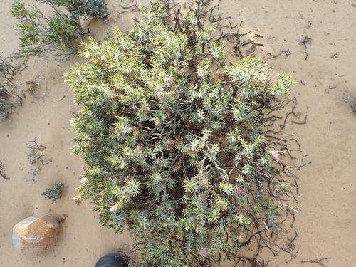 Image of Macledium relhanioides by no rights reserved