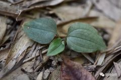 Goodyera viridiflora