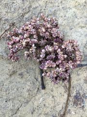 Tetradium glabrifolium