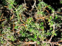 Amphiglossa triflora