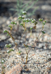 Eremocarya micrantha