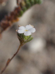 Eremocarya micrantha