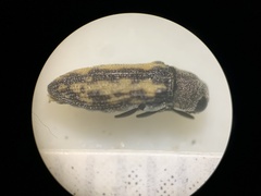 Anambodera
