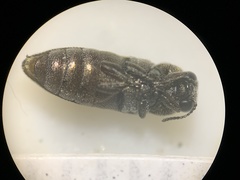 Anambodera