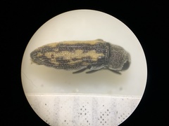 Anambodera