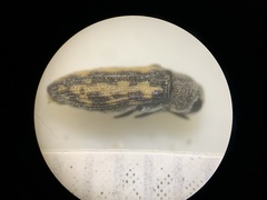Anambodera