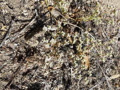 Chorizanthe parryi parryi