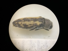 Anambodera