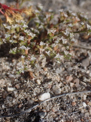 Chorizanthe parryi parryi