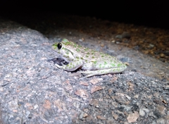 Ranoidea cyclorhynchus