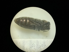 Anambodera