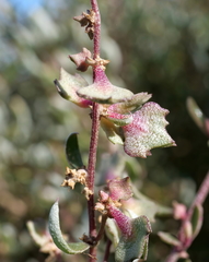 Atriplex paludosa paludosa