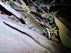 Ranoidea cyclorhynchus