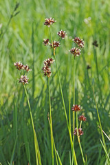 Juncus saximontanus