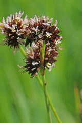 Juncus saximontanus
