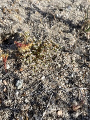 Chorizanthe parryi parryi