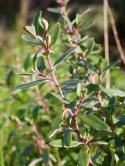 Atriplex paludosa paludosa