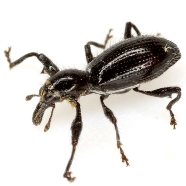 Myrmex myrmex