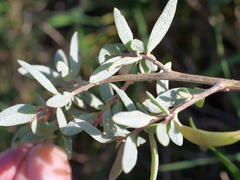 Atriplex paludosa paludosa
