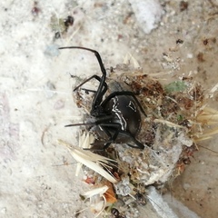 Latrodectus tredecimguttatus