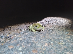 Ranoidea cyclorhynchus