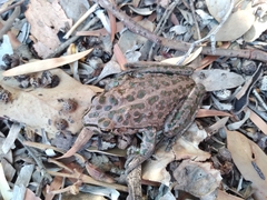 Ranoidea cyclorhynchus