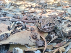 Ranoidea cyclorhynchus