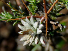 Amphiglossa triflora