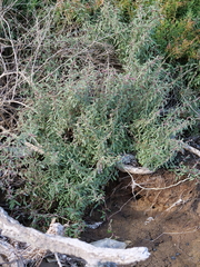 Atriplex paludosa paludosa