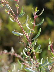 Atriplex paludosa paludosa