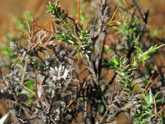 Amphiglossa triflora
