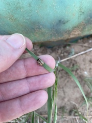 Zygogramma heterothecae