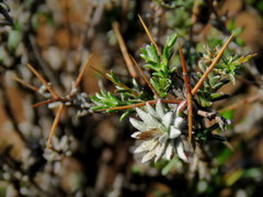 Amphiglossa triflora