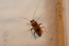 Dagbertus olivaceus