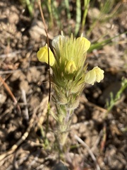 Castilleja rubicundula