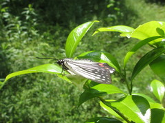 Hestina assimilis assimilis