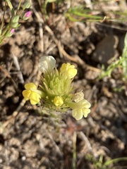 Castilleja rubicundula